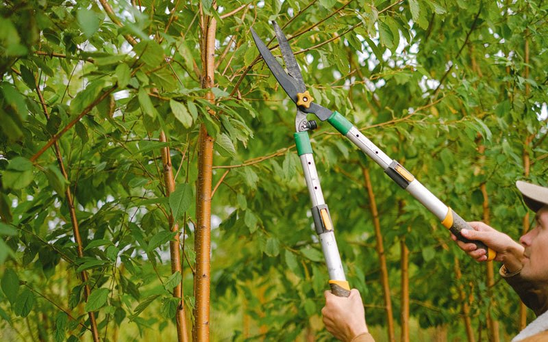 Tree trimming in Scottsburg, VA