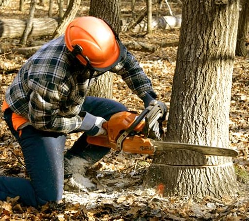 Tree Removal in Scottsburg, VA